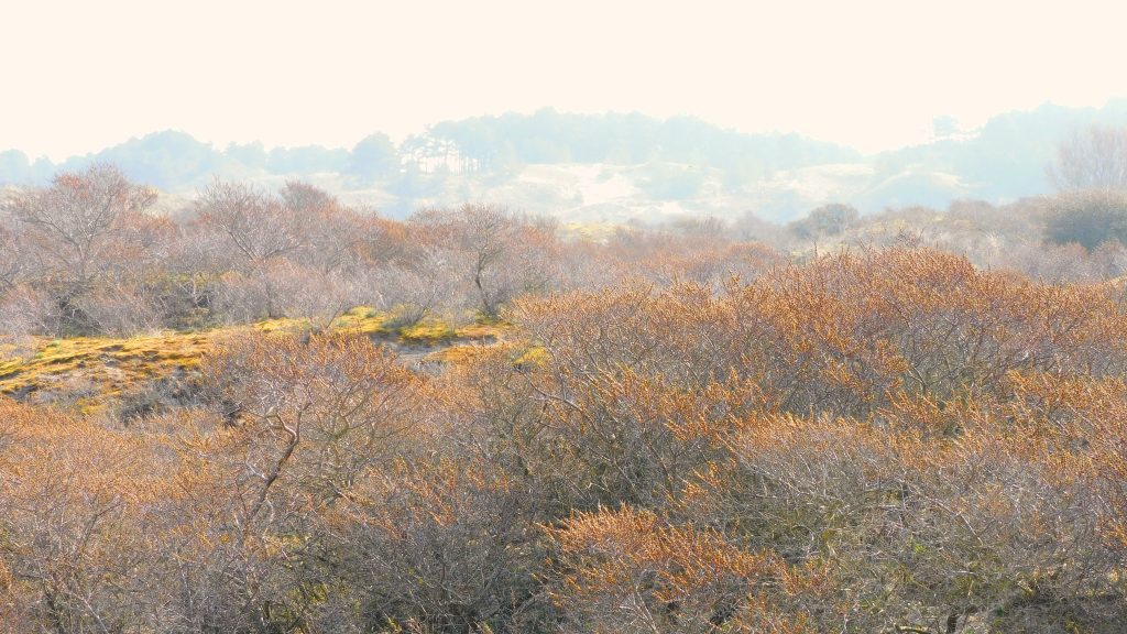 Qurios Bloemendaal aan Zee